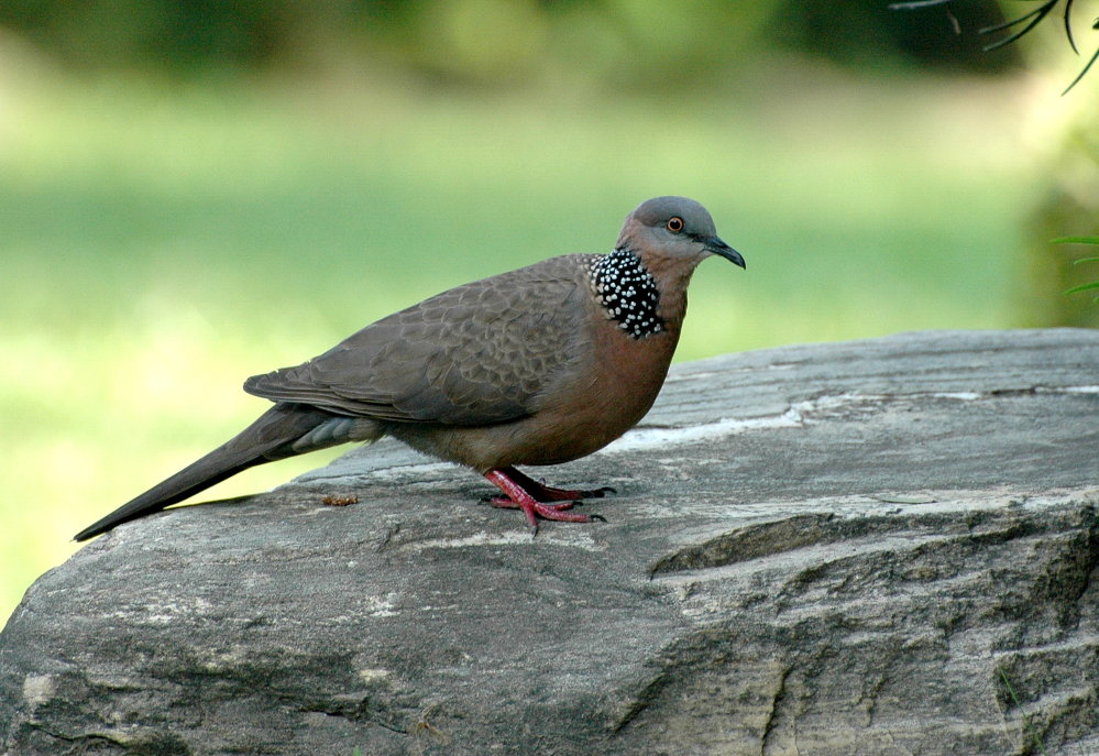 斑頸鳩