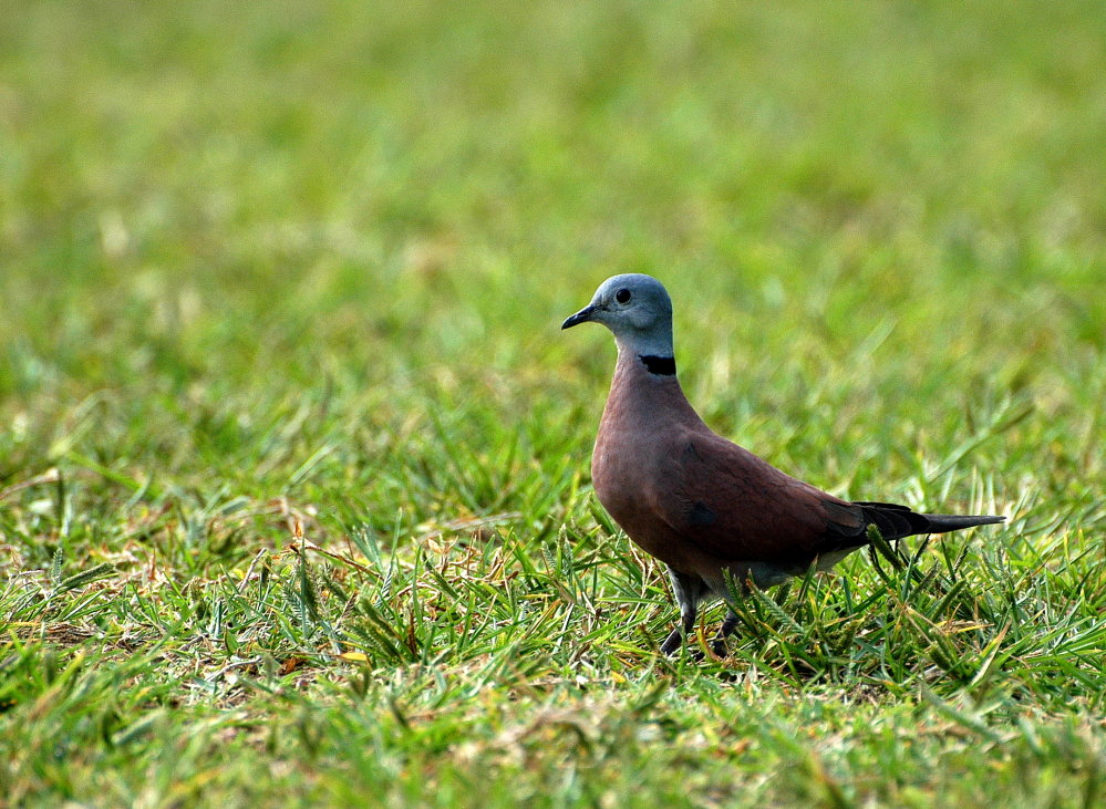 紅鳩
