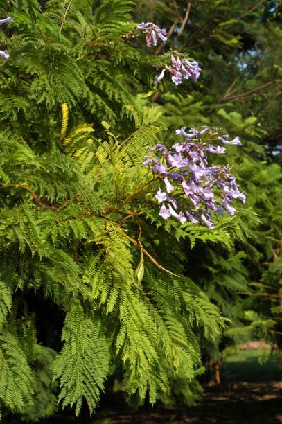 藍花楹