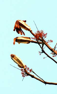 長長翅膀的種子，一個一個懸掛在中央的果軸上