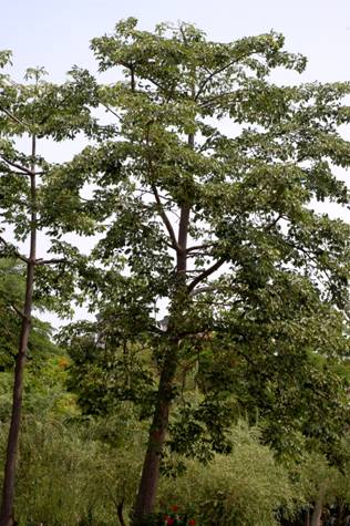 木棉是落葉大喬木，高可達25公尺。
