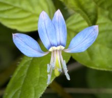 成功白花菜