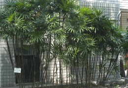 觀音棕竹