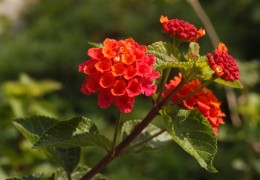 馬櫻丹