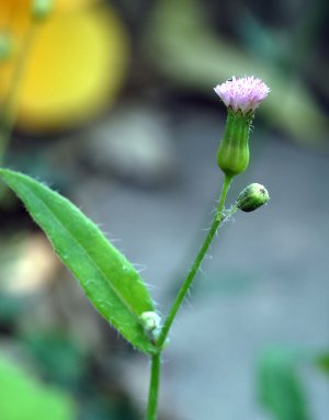 紫背草