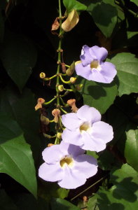 鄧伯花