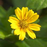 三裂葉蟛蜞菊