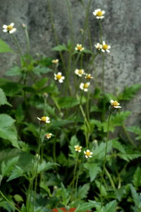 長柄菊