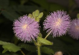 含羞草