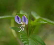 成功白花菜