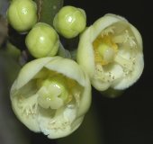 福木