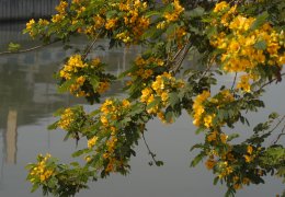 黃槐