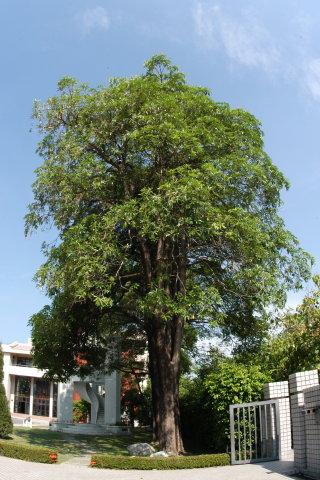 黑板樹