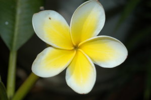 雞蛋花