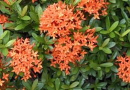矮仙丹花
