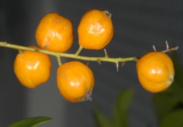 金露花
