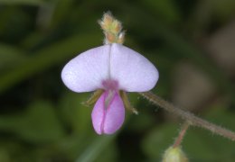 舖地蝙蝠草