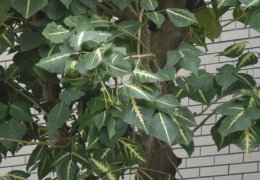 黃脈刺桐