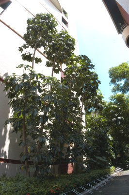 澳洲鴨腳木