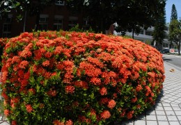 矮仙丹花