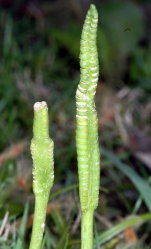 瓶耳小草