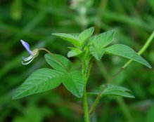 成功白花菜