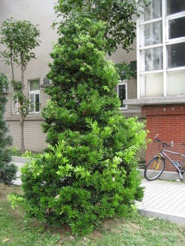 蘭嶼羅漢松