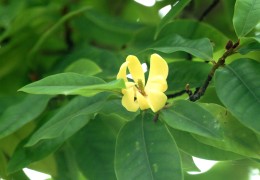 南洋含笑花