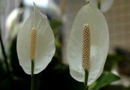 白鶴芋